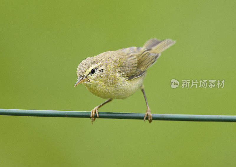 奇夫查夫 （菲洛斯科普斯 · 科利比塔）